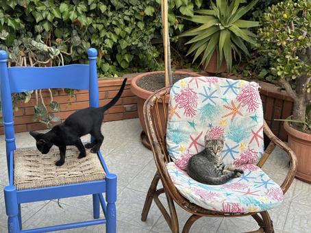 子猫 2匹 子猫 2匹 ねこ,子猫,猫の写真素材