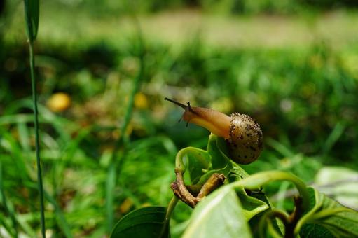 かたつむり かたつむり かたつむり,葉っぱ,地面の写真素材
