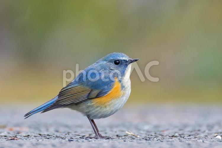 寒い冬、膨羽するルリビタキ ルリビタキ,瑠璃鶲,ヒタキの写真素材