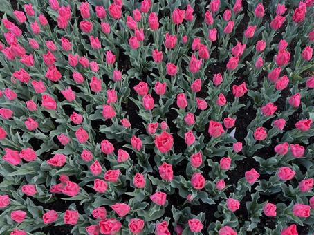 キューケンホフ公園 キューケンホフ,チューリップ,アムステルダムの写真素材