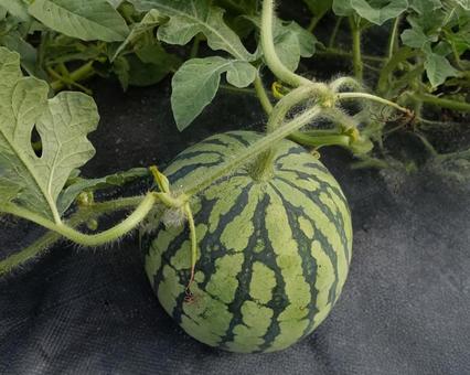 ラストスイカ ラストスイカ スイカ,すいか,野菜の写真素材