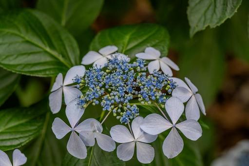指扇アジサイまつり2025年 指扇アジサイまつり2025年 アジサイ,紫陽花,花の写真素材