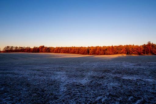 霜原を照らす朝日に色づくカラマツ林 朝焼け,朝日,青空の写真素材