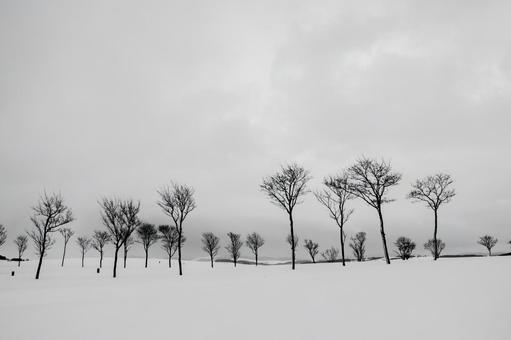 雄大な雪原と空を飾る裸木の構成美 木立,冬景色,裸木の写真素材