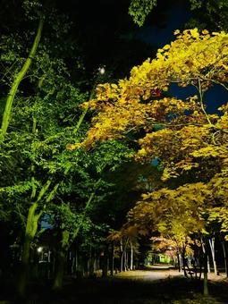 夜の公園の小道 紅葉,背景,待受の写真素材