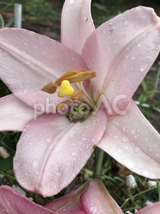 雨上がりの百合 ゆり,百合,ユリの写真素材