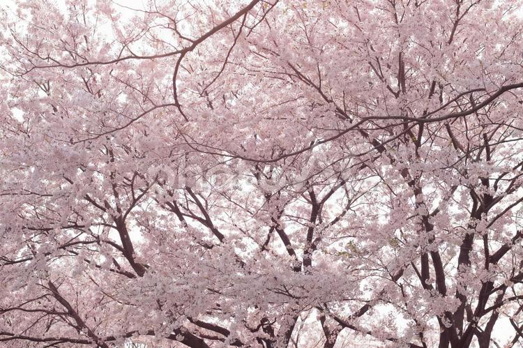 桜並木 桜並木,桜,さくらの写真素材