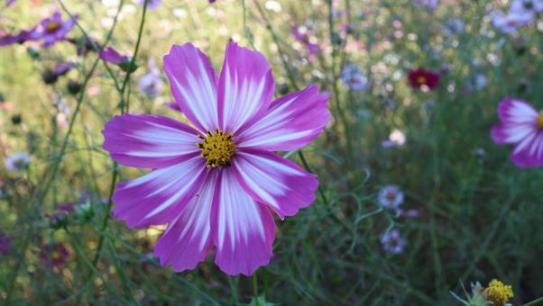 コスモスの写真