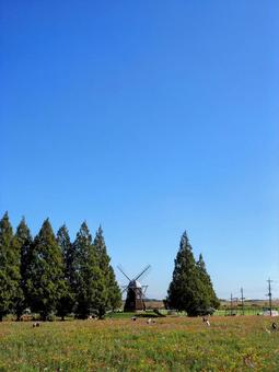 あけぼの山農業公園・コスモス&風車・柏市 あけぼの山農業公園・コスモス&風車・柏市 秋,あけぼの山農業公園,コスモスの写真素材