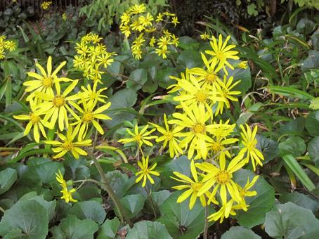 ツワブキ・石蕗　咲く風景 フラワー,秋,冬の写真素材