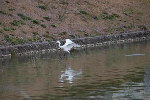 白鳥 白鳥の写真