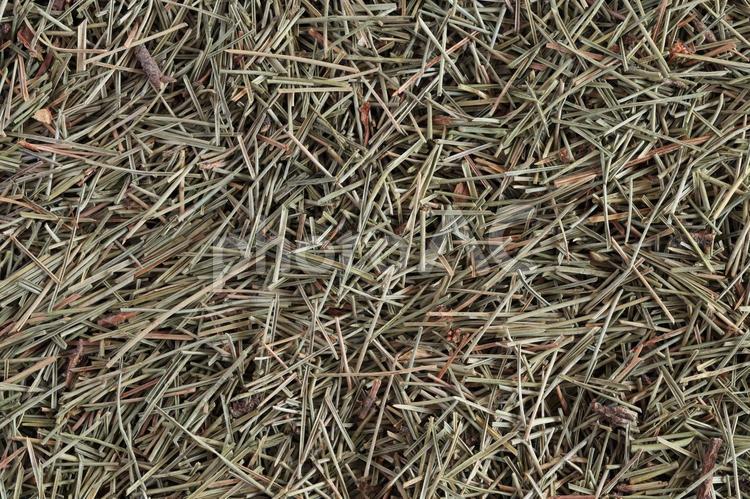 画面全体の松の葉 薬膳,漢方,生薬の写真素材