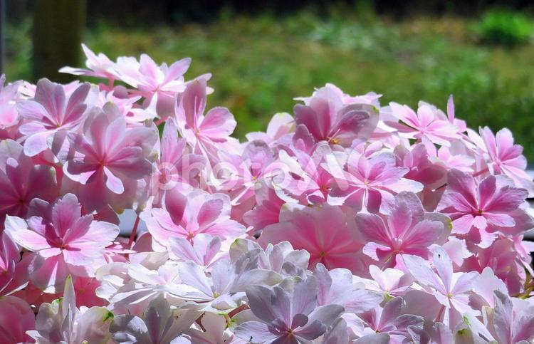 薄紅色の紫陽花/島根オリジナル・万華鏡 あじさい,紫陽花,花の写真素材