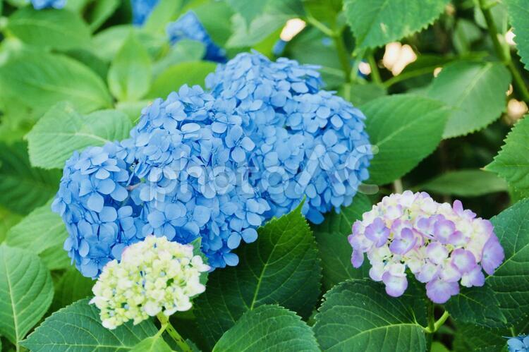 あじさい（紫陽花・アジサイ） あじさい,紫陽花,アジサイの写真素材
