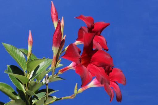 マンデリア・サンデリの花 マンデリア・サンデリの花の写真