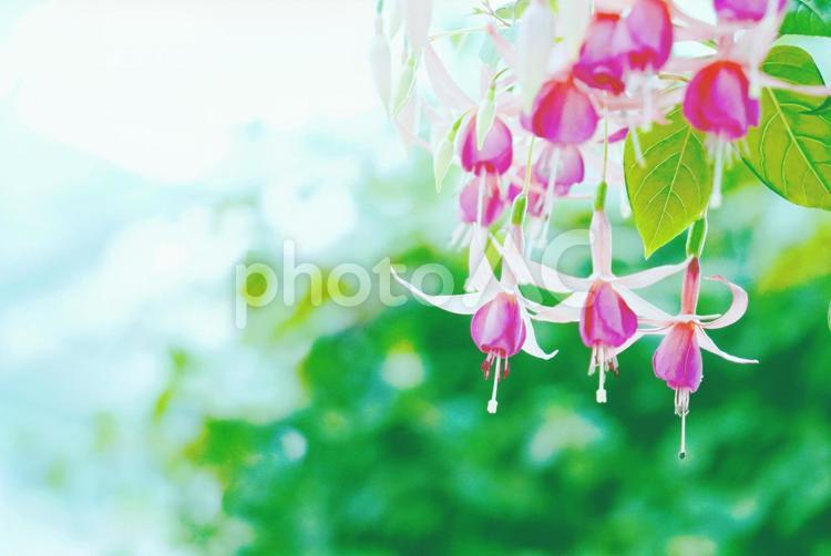 下向きに咲く上品な花フクシア（２） フクシア,花,ピンクの写真素材