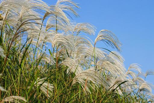 秋晴れのオギ 秋晴れのオギ ススキ,オギ,荻の写真素材