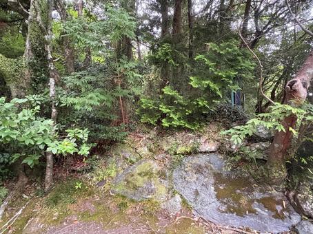 森の中の岩と木々 森の中の岩と木々の写真