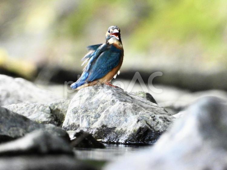 堰堤の石の上に立つカワセミ 鳥,野鳥,カワセミの写真素材