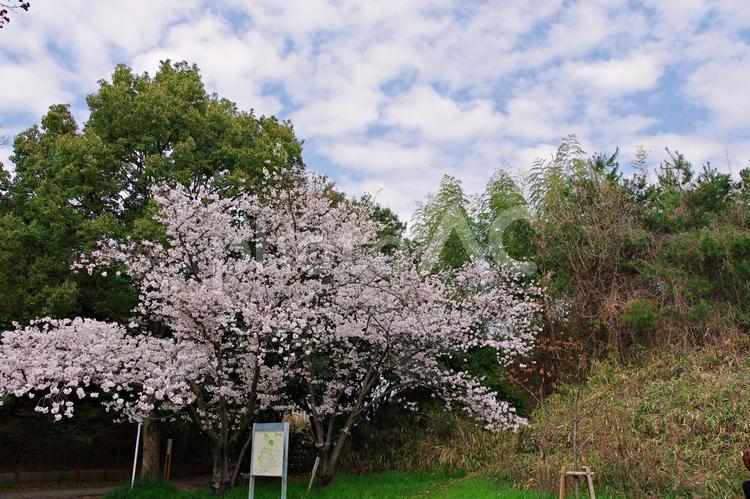 桜咲く公園風景 サクラ,桜,花の写真素材