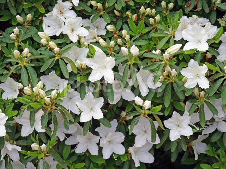白いツツジの花とつぼみ ツツジ,花,公園の写真素材
