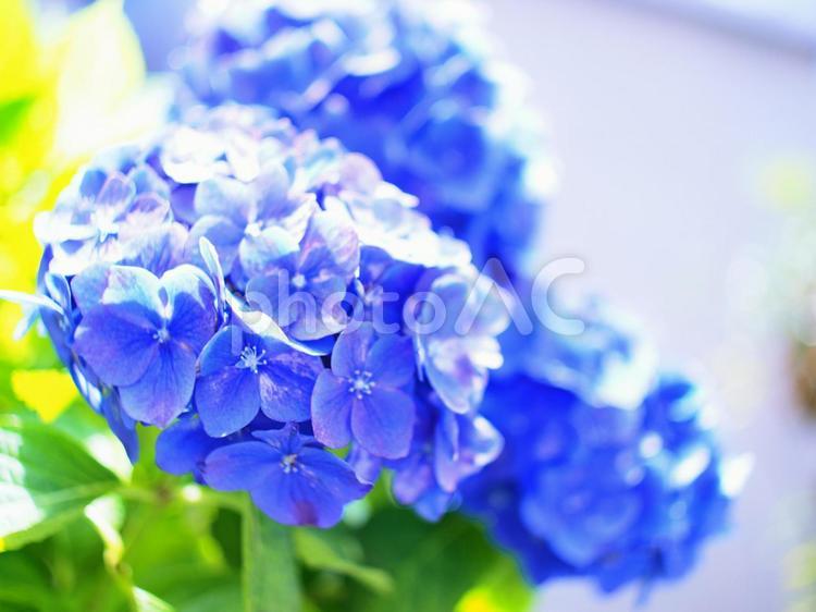 アジサイ　あじさい　紫陽花　青系 あじさい,アジサイ,アントシアニンの写真素材