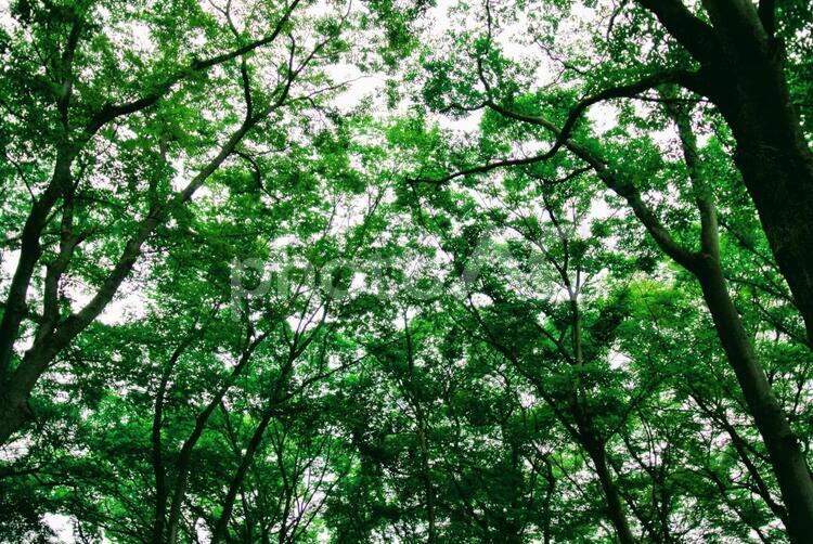 木漏れ日 木漏れ日,木,木々の写真素材
