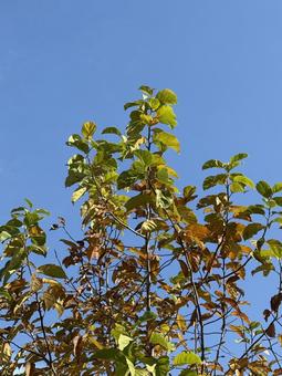 紅葉の始まった葉 紅葉の始まった葉 空,木,秋の写真素材