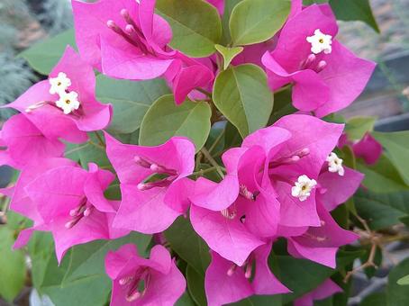 ブーゲンビリア ブーゲンビリアの写真