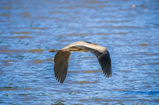 空を飛ぶアオサギ 空を飛ぶアオサギ サギ,アオサギ,野鳥の写真素材