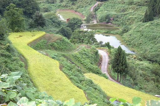新潟山古志 棚田 新潟山古志 棚田 棚田,木,緑の写真素材