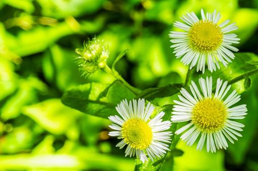 Summer fleabane, JPG