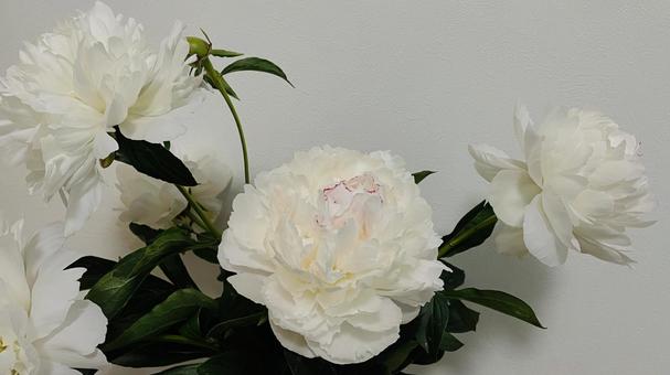 Photo, peony root, peony, flower, 