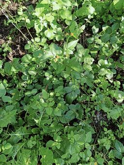 葉っぱ27 自然,屋外で,草の写真素材