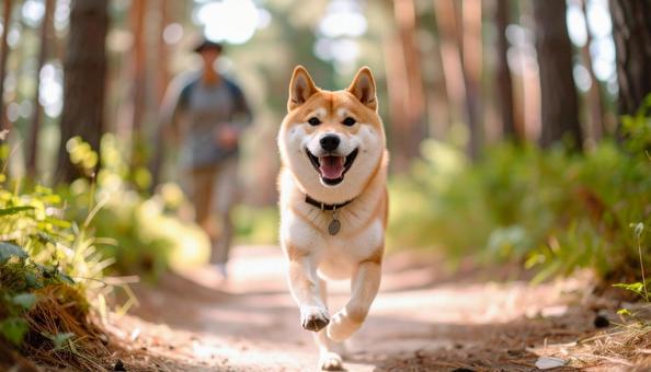 清々しい空気の森を笑顔で走る犬と飼い主 清々しい空気の森を笑顔で走る犬と飼い主の写真