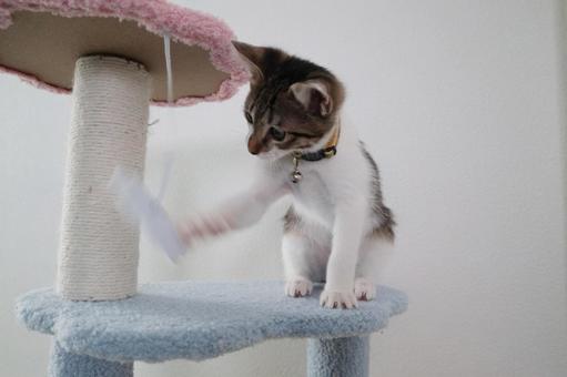 子猫08 子猫,ねこ,ペットの写真素材