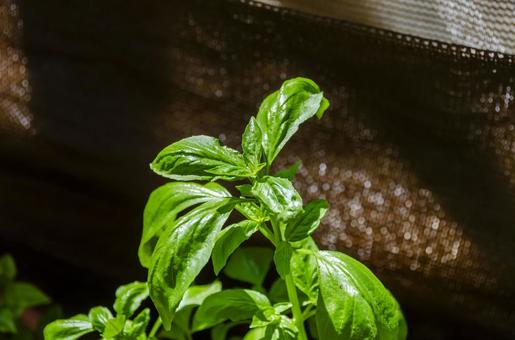 スイートバジルの葉 スイートバジルの葉,スイートバジル,バジルの写真素材