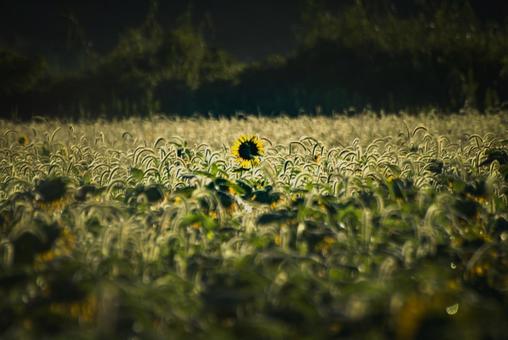 <風景>枯れ始めた秋のヒマワリ畑の景色 <風景>枯れ始めた秋のヒマワリ畑の景色 ひまわり,夏,秋の写真素材
