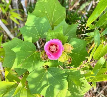フヨウ フヨウ 花,芙蓉,フヨウの写真素材