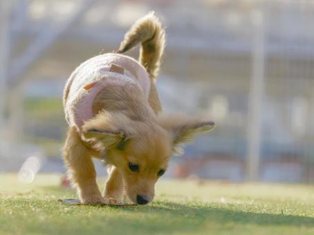 子犬のポートレート 犬,雑種,小型犬の写真素材