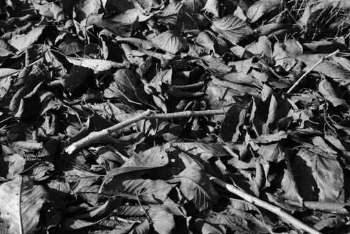 落ち葉 落ち葉 落ち葉,植物,秋の写真素材