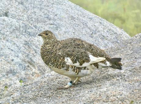 岩の上の雷鳥 岩の上の雷鳥 ライチョウ,雷鳥,自然の写真素材