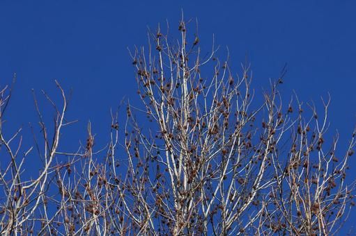 Photo, momiji bakufu, real, deciduous leaves, 