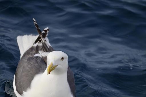 ウミネコ ウミネコの写真