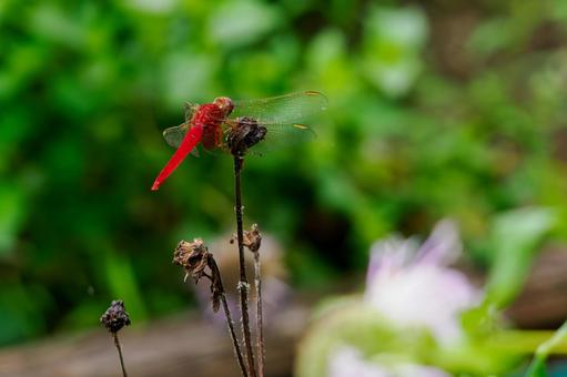 ショウジョウトンボ⑾ ショウジョウトンボ⑾の写真
