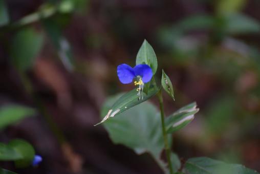 つゆ草を見つけました つゆ草を見つけましたの写真