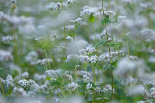 蕎麦の花 蕎麦の花の写真