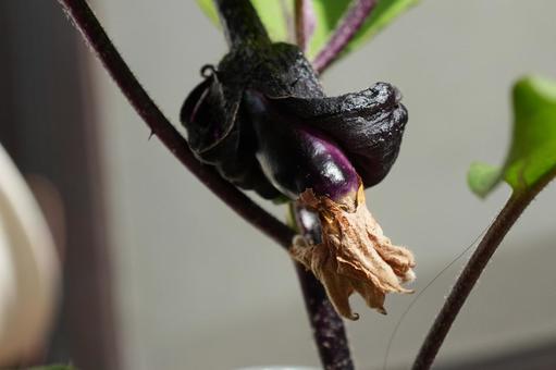 Photo, eggplant, children, a goal, 