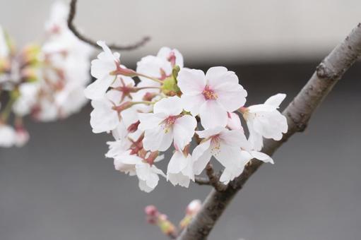桜の花 桜,花,春の写真素材