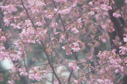 桜 桜の写真